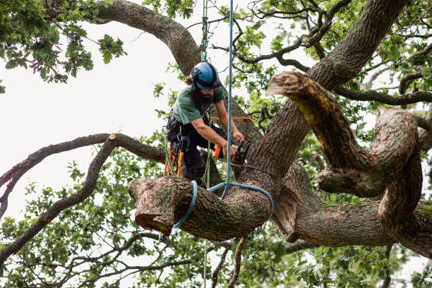 Best Tree Mulching  in Casas Adobes, AZ