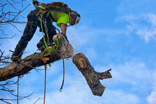 Best Tree Removal Service  in Casas Adobes, AZ