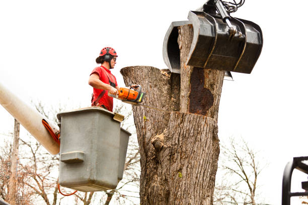 Best Tree Preservation Services  in Casas Adobes, AZ